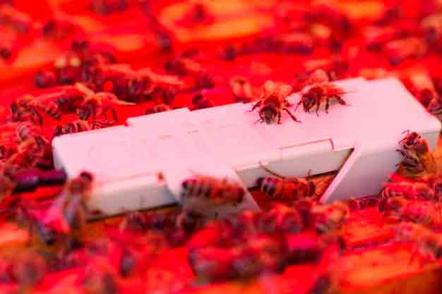 Luz roja de baja intensidad dentro de las colmenas para mejorar la salud de las abejas