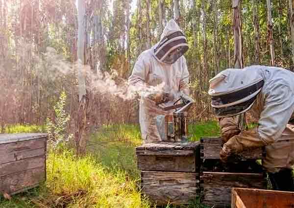MÃ¡s de 13000 colmenas muertas en Uruguay en solo dos meses: la apicultura, en alerta