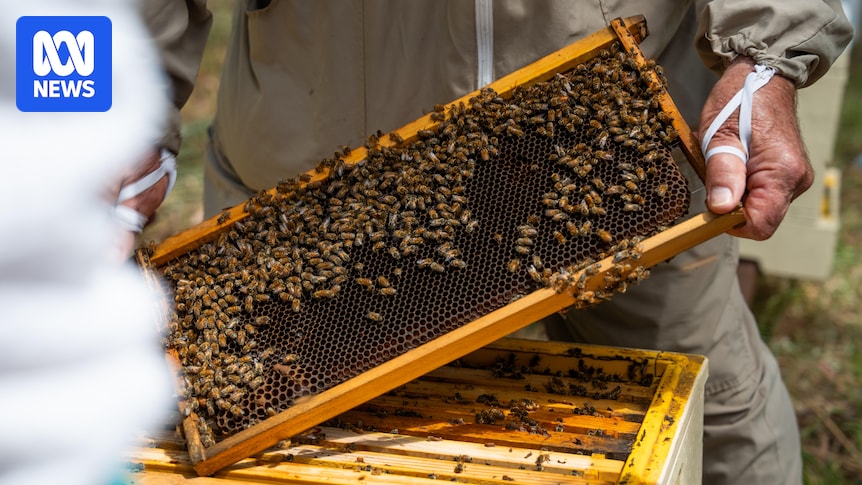 Tiny, destructive varroa mite has SA beekeepers on high alert