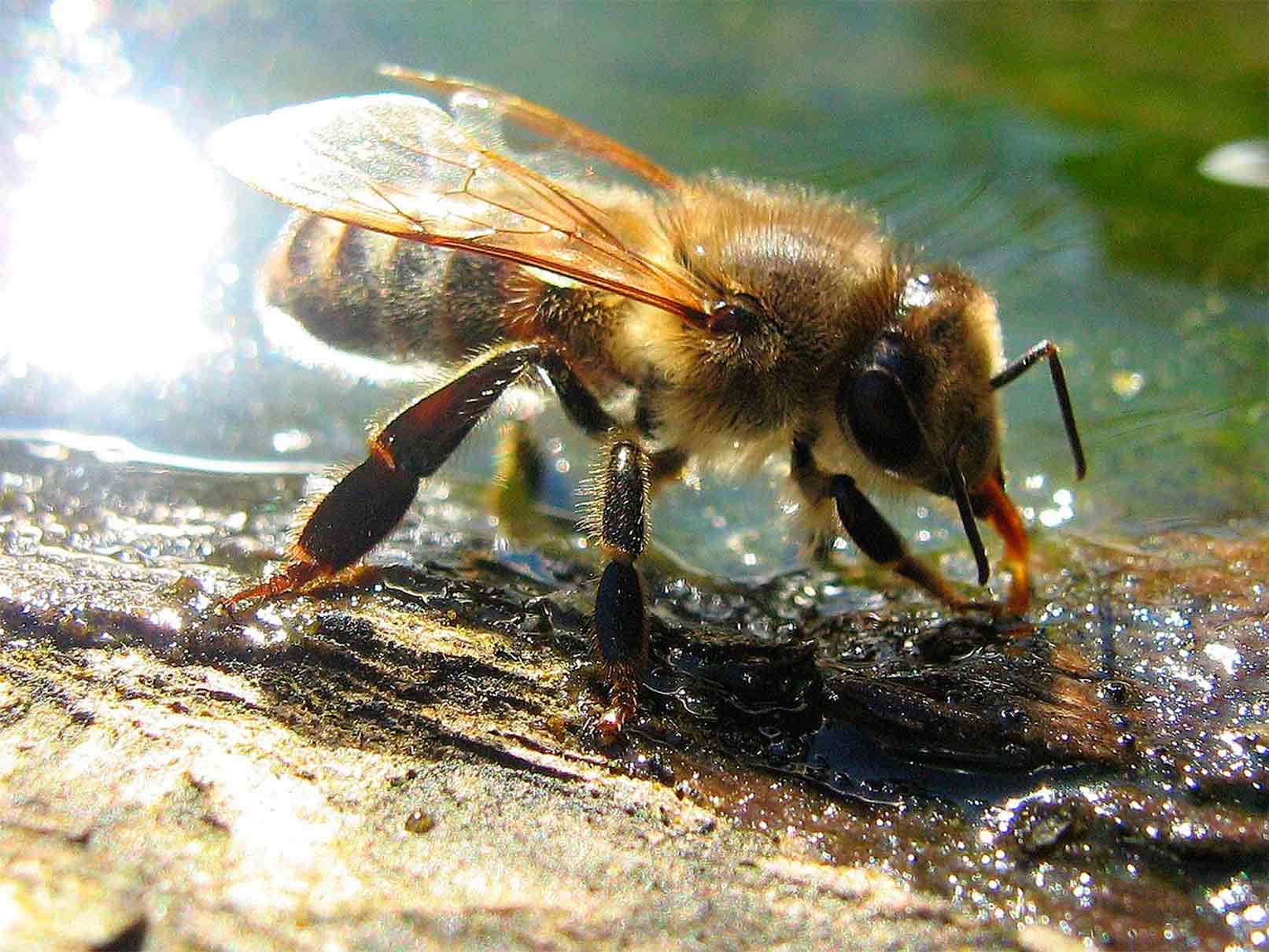 Abejinin Tercih Ettiği Su: Temiz ve Az Mineralli tarafından Redaksiyon | pazartesi, 5 Ocak…