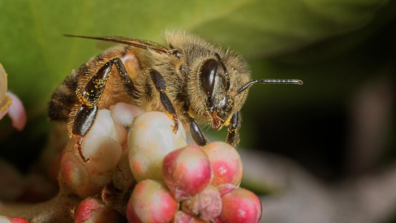 Le changement climatique exerce une pression accrue sur les abeilles par Jennie L
