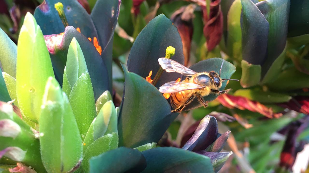 Genomsequenzierung zeigt Klimabarriere für die Ausbreitung von afrikanisierten Bienen…