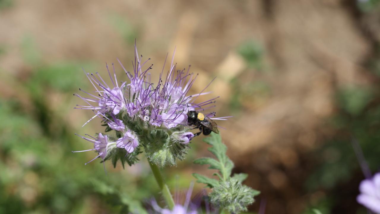 Les pesticides et la rareté alimentaire réduisent dramatiquement la population d'abeilles…