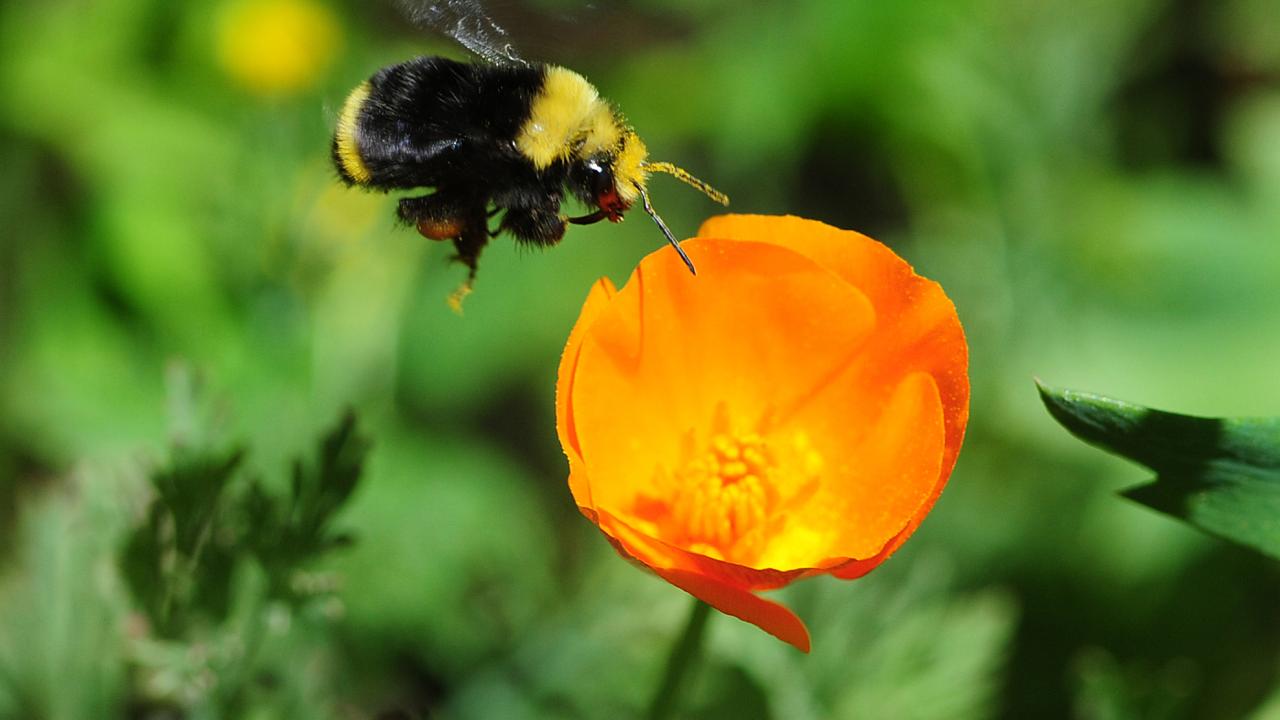 Les entomologistes et les ingénieurs travaillent ensemble pour peser une abeille par Andy Fell…
