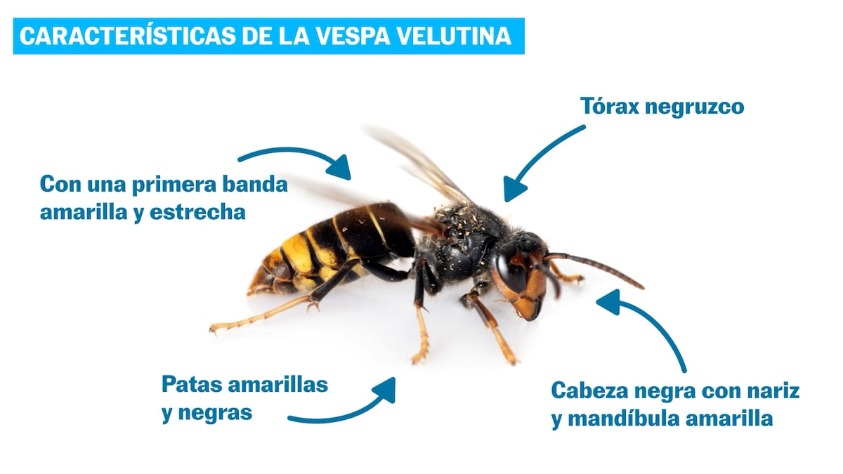 Preguntas y respuestas sobre las velutinas, la avispa asiática que ha matado a tres personas en Galicia