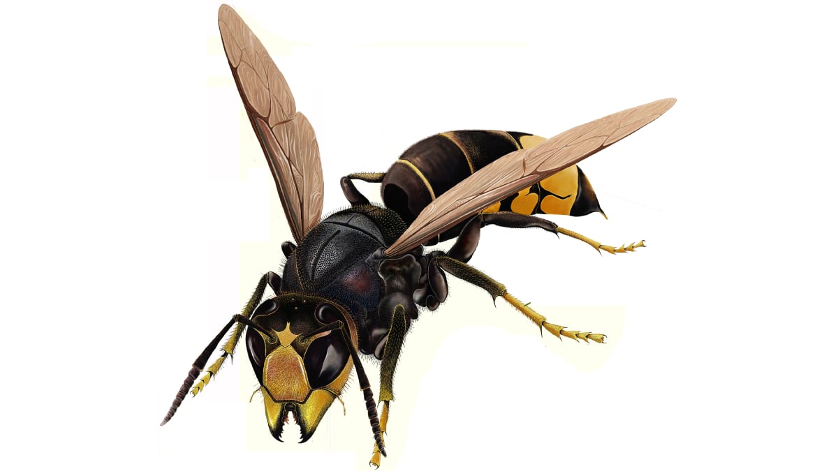 How is an Asian hornet? Four illustrations to distinguish it Clemente Álvarez Yolanda Clemente…