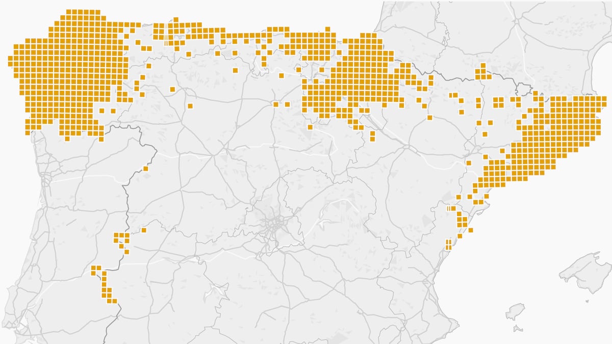 ¿Ha llegado la avispa asiática a tu municipio? Así ha duplicado en seis años su área de expansión