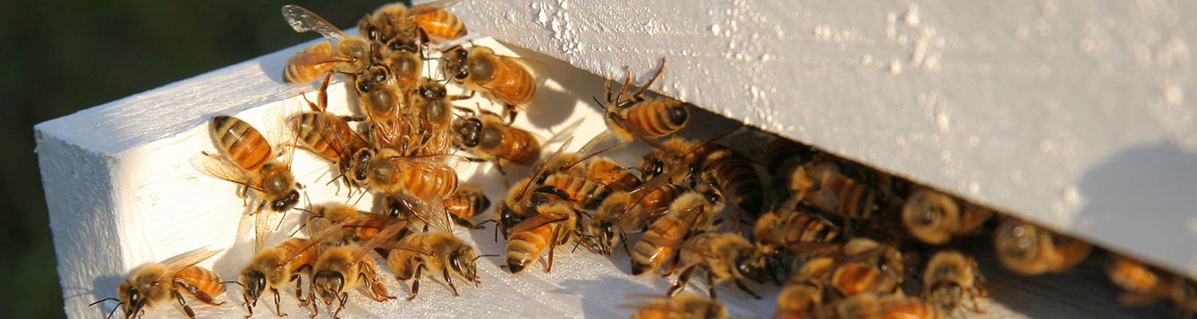 Wat is er nieuw met de behandeling van Nosema