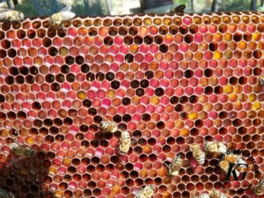 Kategoriler Beekeeping News Honey Harvest and Pollen Reserves in the Colony October 16, 2024…