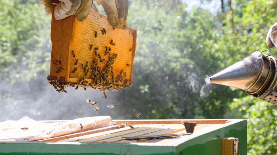 Kategoriler Actualités Apicoles Nosema chez les Abeilles 9 octobre 2024 La maladie de Nosema…