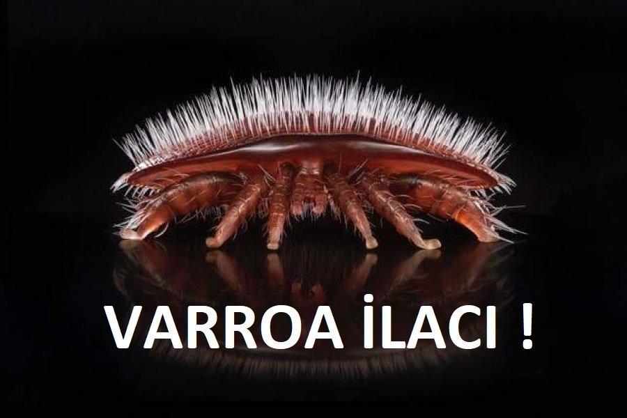 Kategoriler Imkerei Nachrichten Varroa Medikament 9