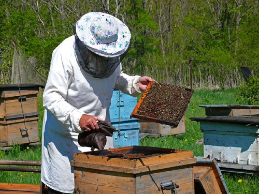 Kategoriler Beekeeping News Pine Honey Brings Joy October 1, 2024 Honey harvest from pine…