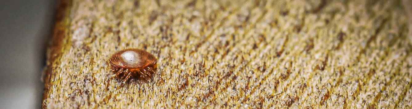 Forschungsupdate: Ein Vergleich der Methoden zur Sammlung von Varroa destructor (Acari:…