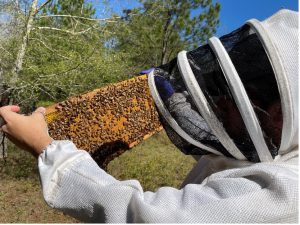 Research Update: Following Pollen Substitute Patties in a Honey Bee Colony