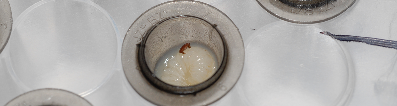 Forschungsupdate: Varroa-Kontrolle Forschungsupdate: Varroa Kontrolle Das UF/IFAS Honey Bee…
