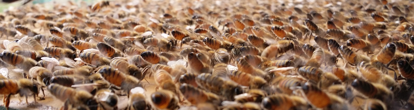 5 Choses à Faire en Apiculture Pendant le Confinement à Domicile à Cause du Coronavirus…