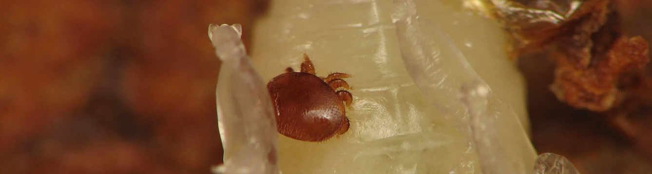 Varroa ile ilgili yenilikler neler