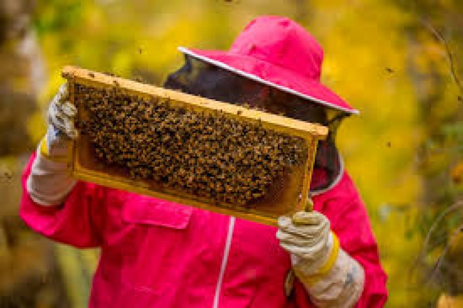 Kategoriler Bijenhouderij Nieuws Bijenteelt Toerisme 24 maart 2026 Het Ministerie van Landbouw…