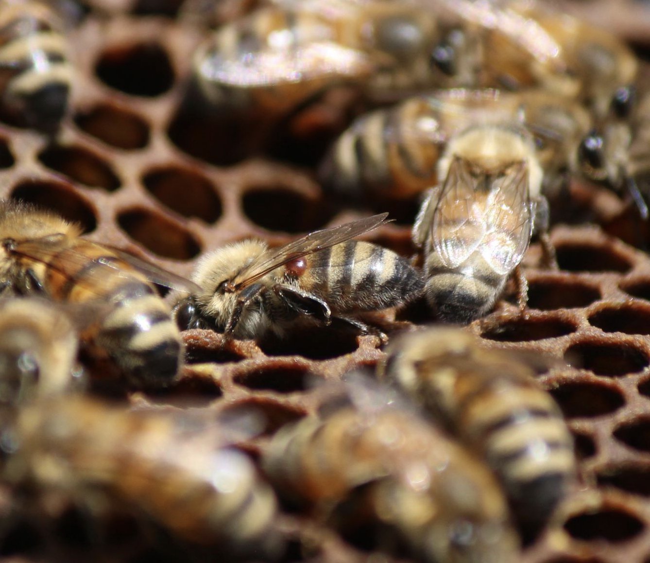 Araştırma Notu: Varroa destructor Arı sağlığı üzerine yaptığımız araştırmalar hem insanlar hem…