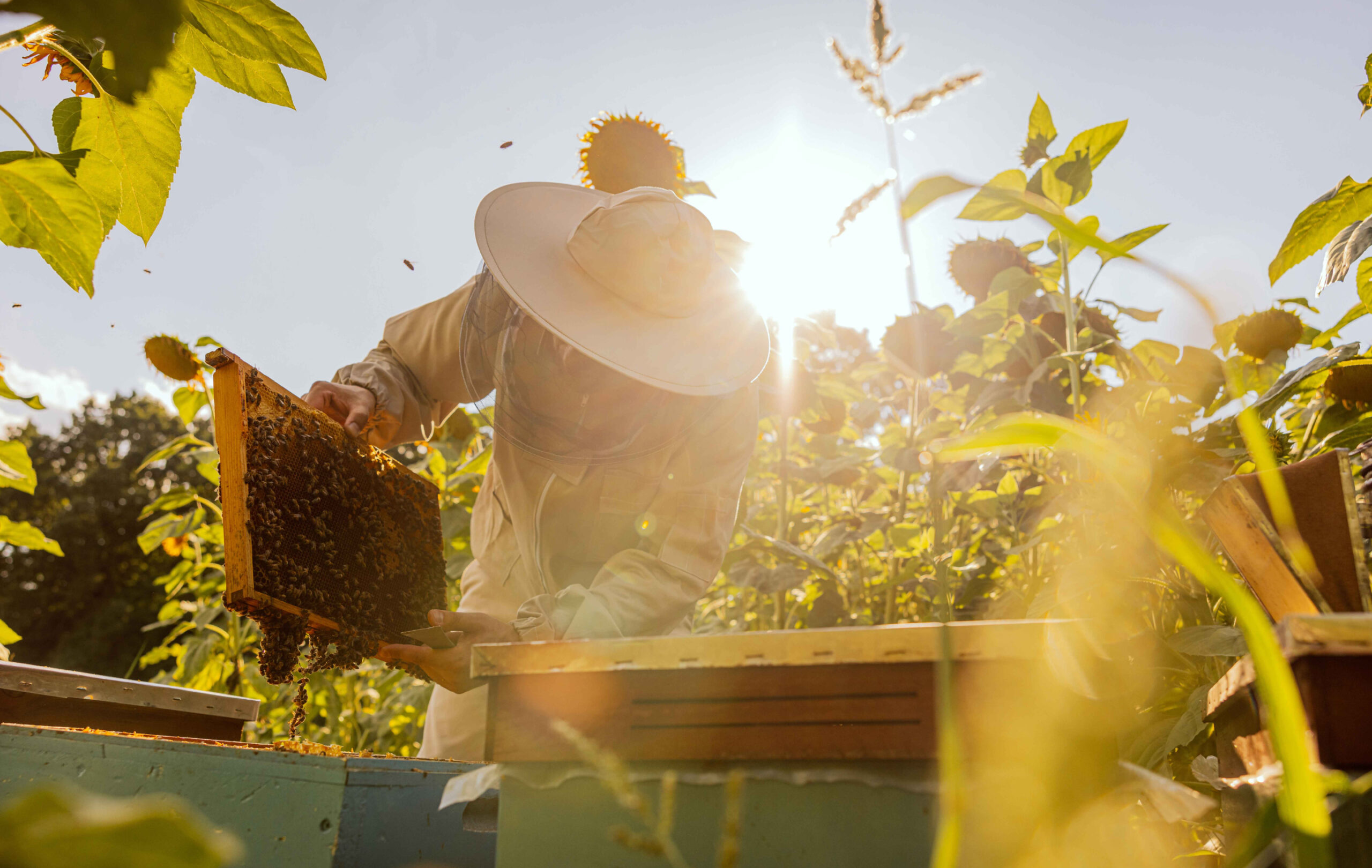 Bienen & Imkerei,