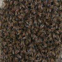 Bee infestation raises concerns in Istanbul