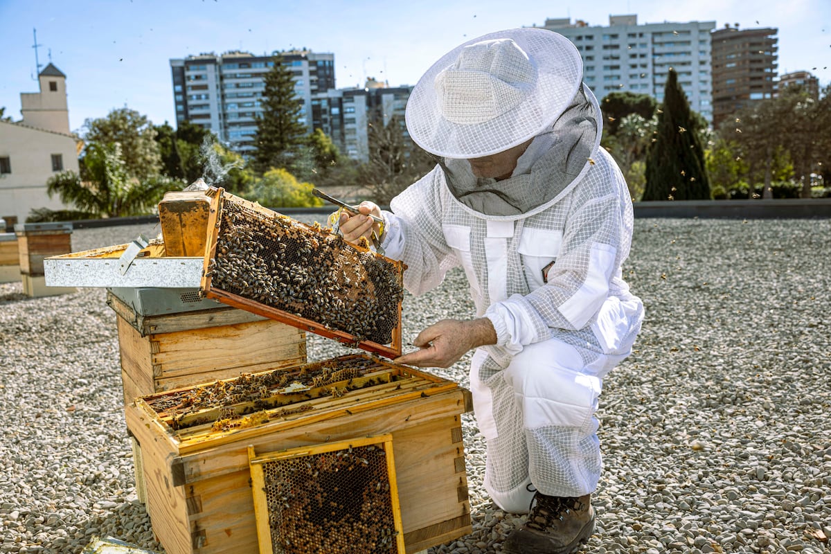 Abejas de ciudad: las colmenas municipales en Valencia ya producen 450 kilos de miel al año