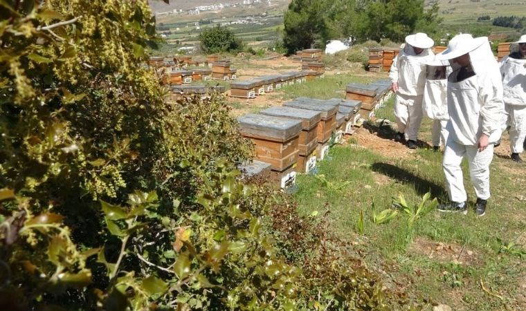 Volg ons: Delen: Oogst is begonnen in Mersin: Prijs per kilo 1300 TL In Mersin, dat een…