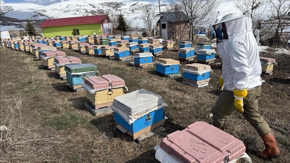 In Ardahan, known as the genetic center of the Caucasian bee, beekeepers have made a strong…
