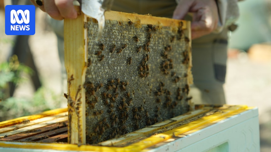 Les apiculteurs amateurs invités à vérifier la présence de varroa alors que plus de 1 000…