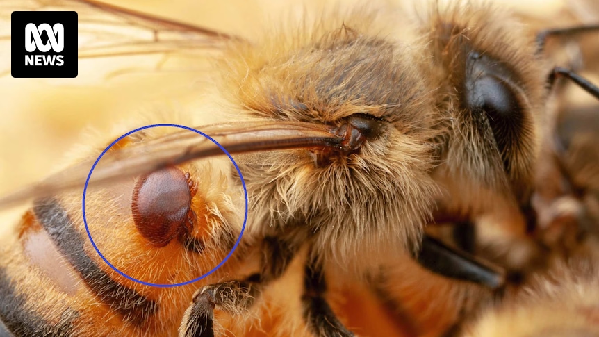 Varroa mite investigation finds illegal imports unlikely but fails to find source of deadly incursion