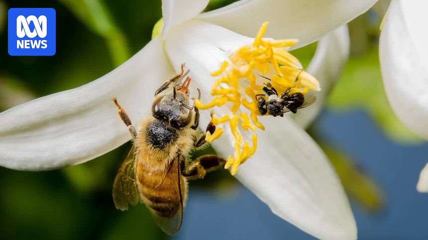 Forever chemicals may threaten European honey bee colonies in Australia