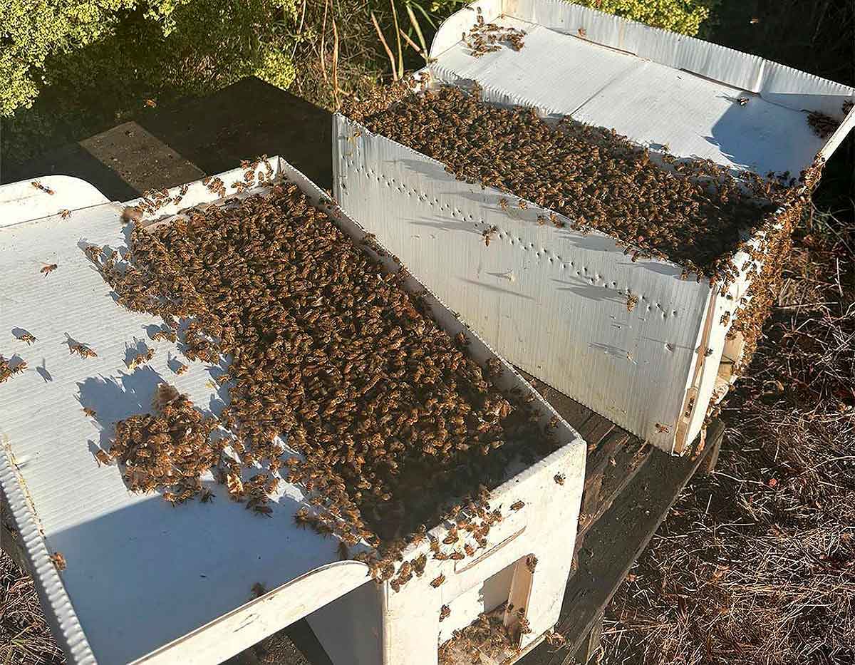 Guía para comprar núcleos de abejas: todo lo que debes saber