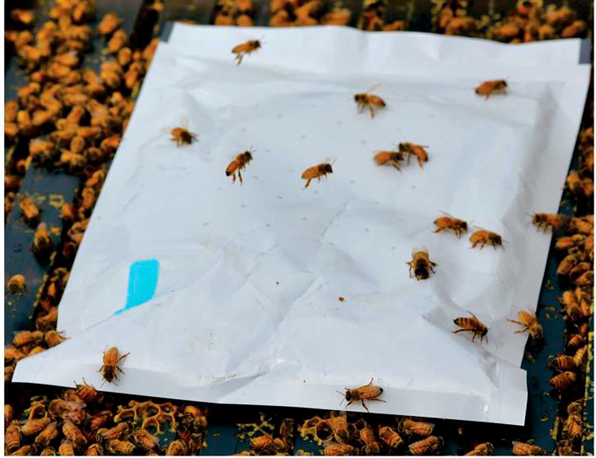 Primeros ensayos de Norroa: las abejas aumentan su capacidad de pecoreo