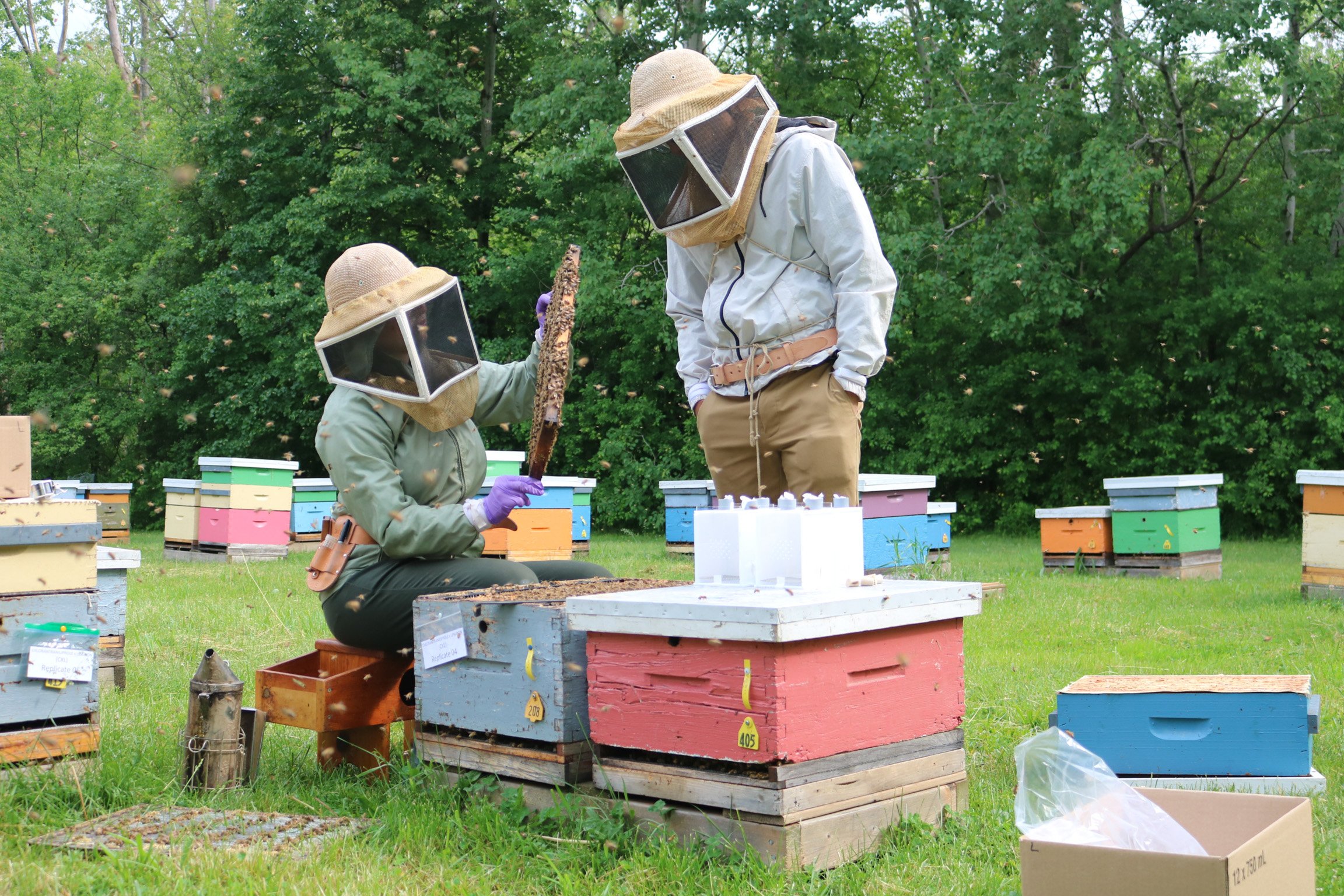 Araştırma Güncellemesi Kış 2023 Bal arılarının (Apis mellifera) sağlığı üzerindeki diyet…