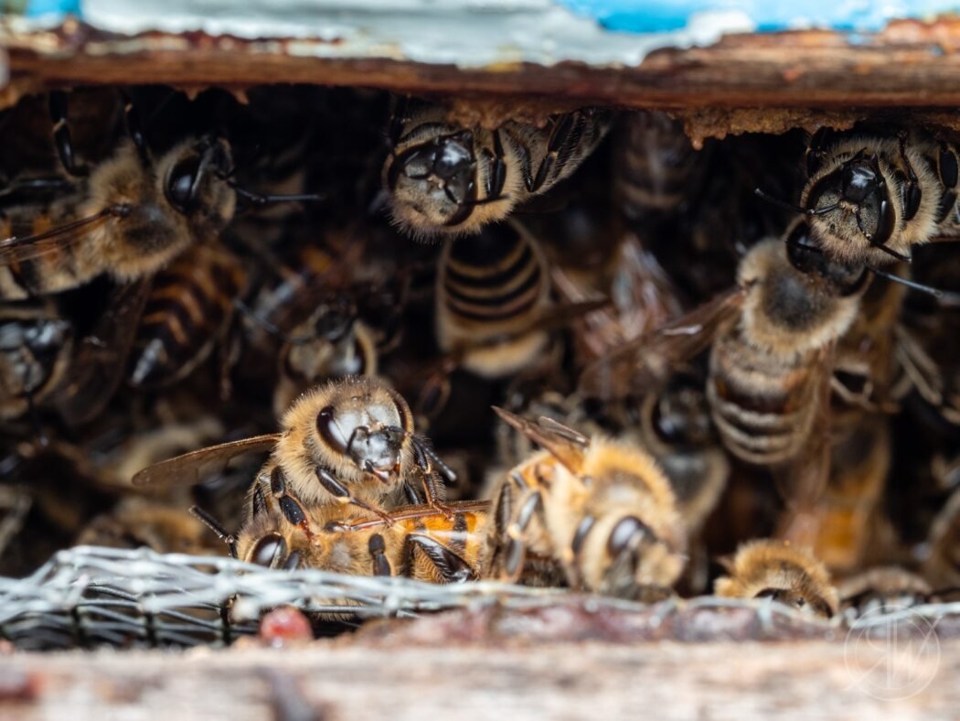 Formulations d'acaricides pour le contrôle des acariens Varroa | Été 2023 En Ontario, comme…