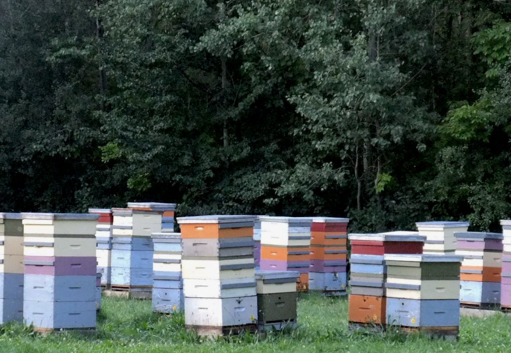 History Of Beekeeping