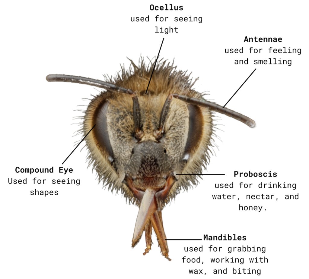 Honey Bee Anatomy