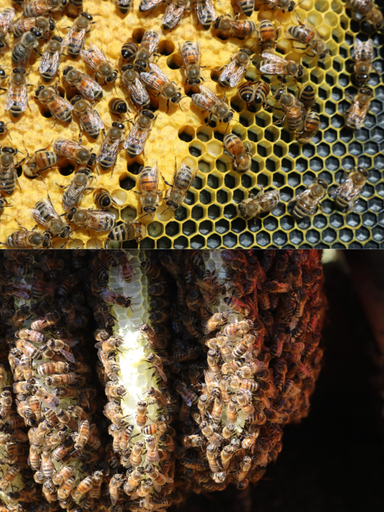Inside The Beehive