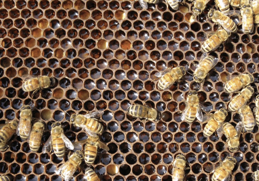 Honey Bee Habitat And Food