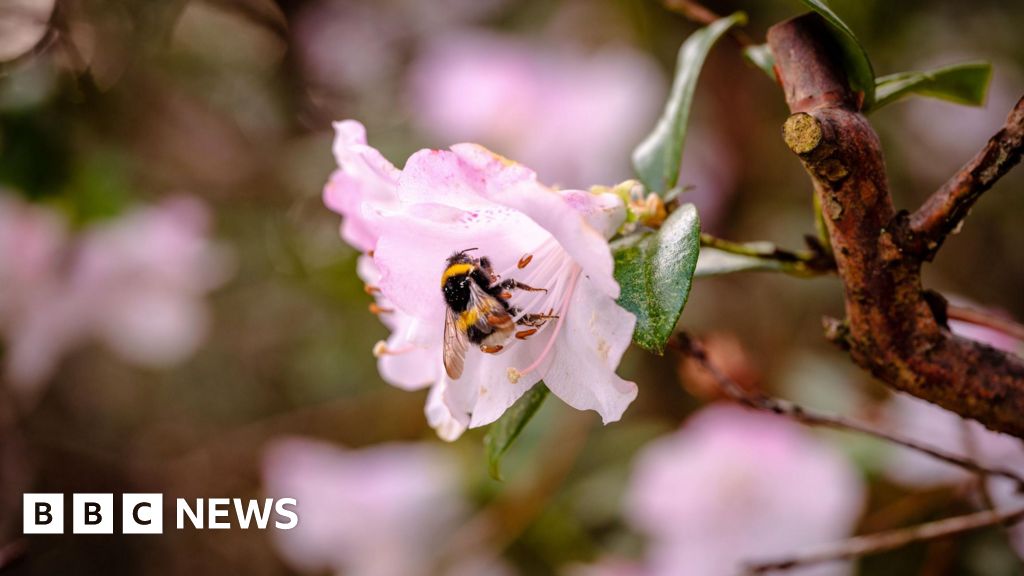 'Pionierende' studie om bijenaantallen in Wakehurst te verhogen 24 uur geledenFiona Irving ,in…