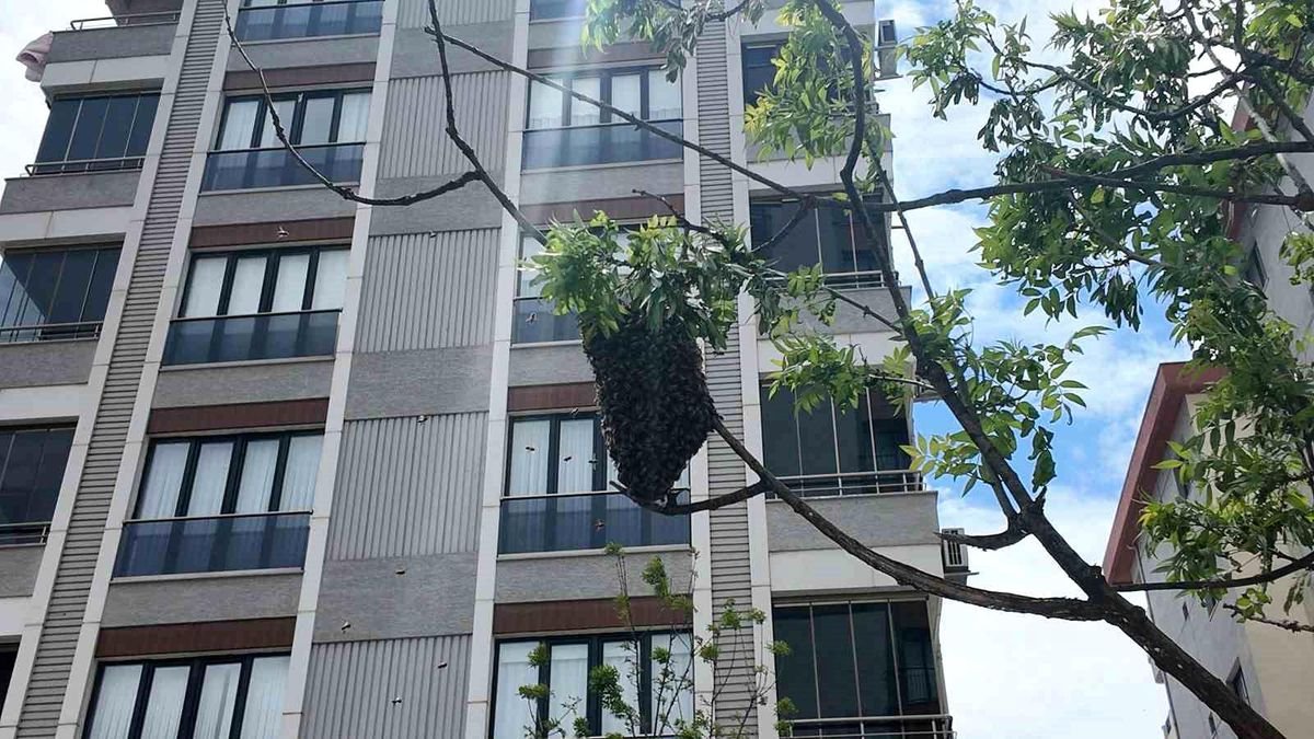 İstanbul'da Ağaçta Yüzlerce Arı Kümelendi