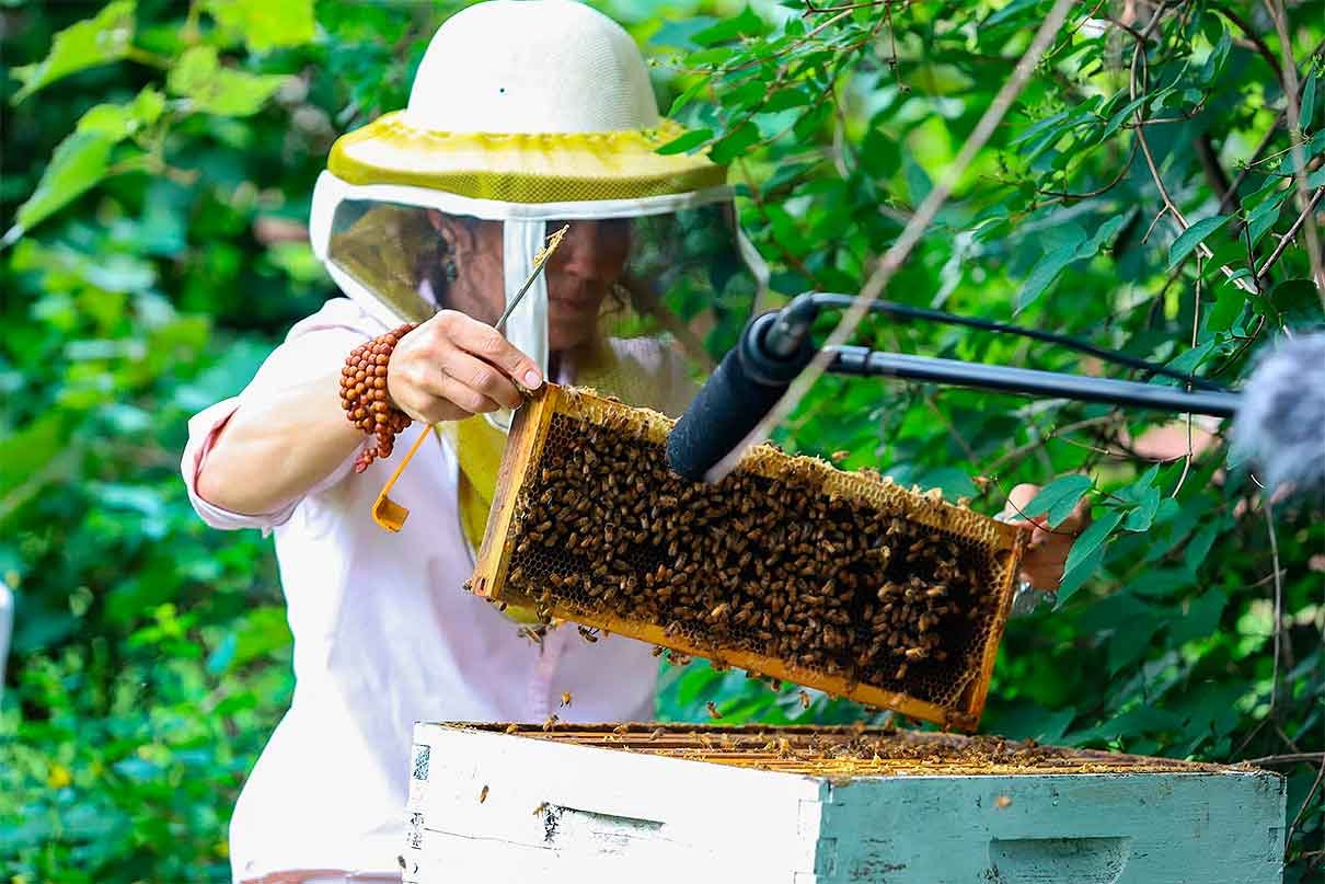 Détection de la varroa par le son : comment ça fonctionne par Rédaction | mercredi, 6 mai 2026…
