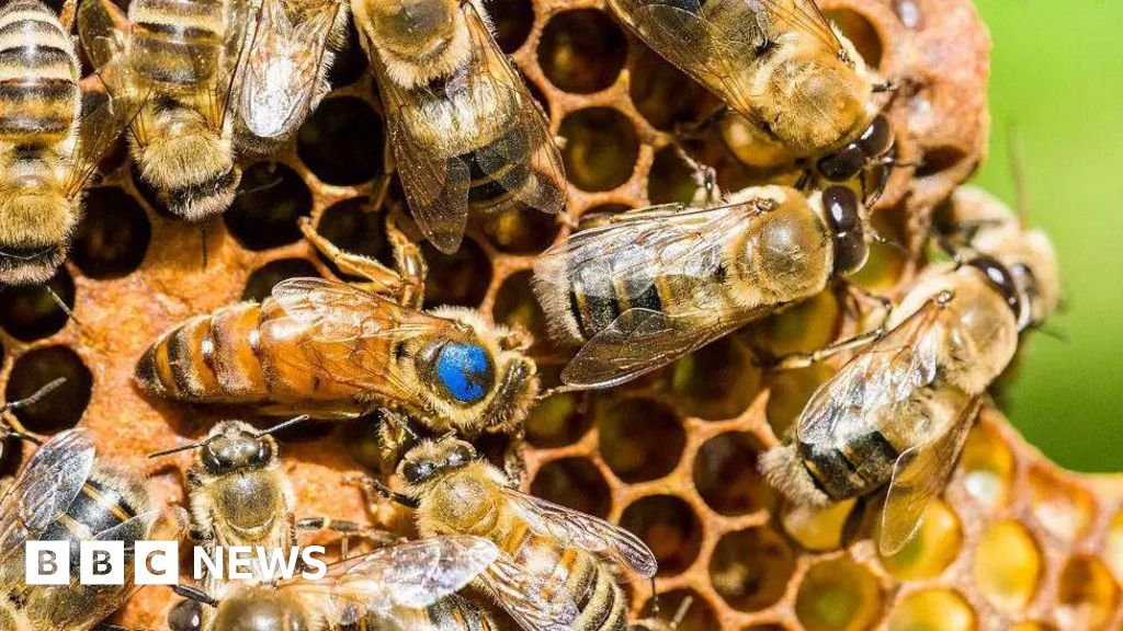 Premier cas de maladie des abeilles AFB en Écosse cette année Il y a 8…