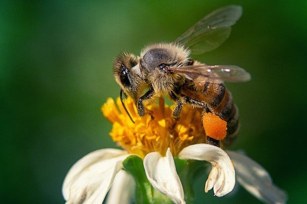 29 décembre 2025Webinaire UNAF : le service de pollinisation sur le terrainProchain webinaire de l'UNAF : « Le service de pollinisation sur le terrain »Lire la suite