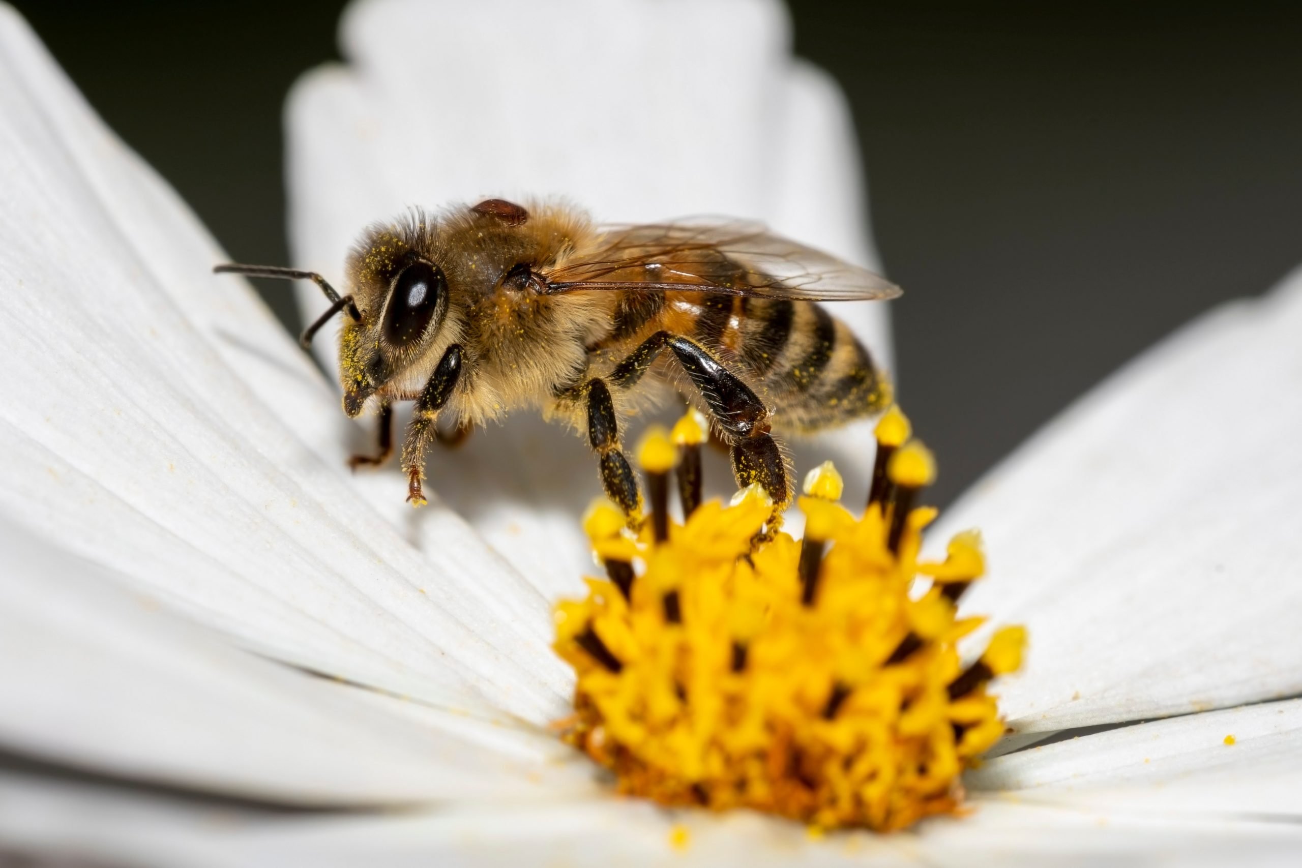 40 Yıl Varroa! Ve Hala Bir Son Yok 2023 Baharındaki Durum – Varroa akarını kontrol etmek için…