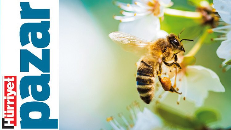 20. Mai Weltbienentag: Jetzt steht der Kampf gegen den Klimawandel an Aktualisierungsdatum: 18