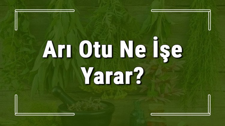 Arı otu nedir, ne işe yarar ve nerede yetişir? Arı otunun faydaları nelerdir ve neye iyi gelir