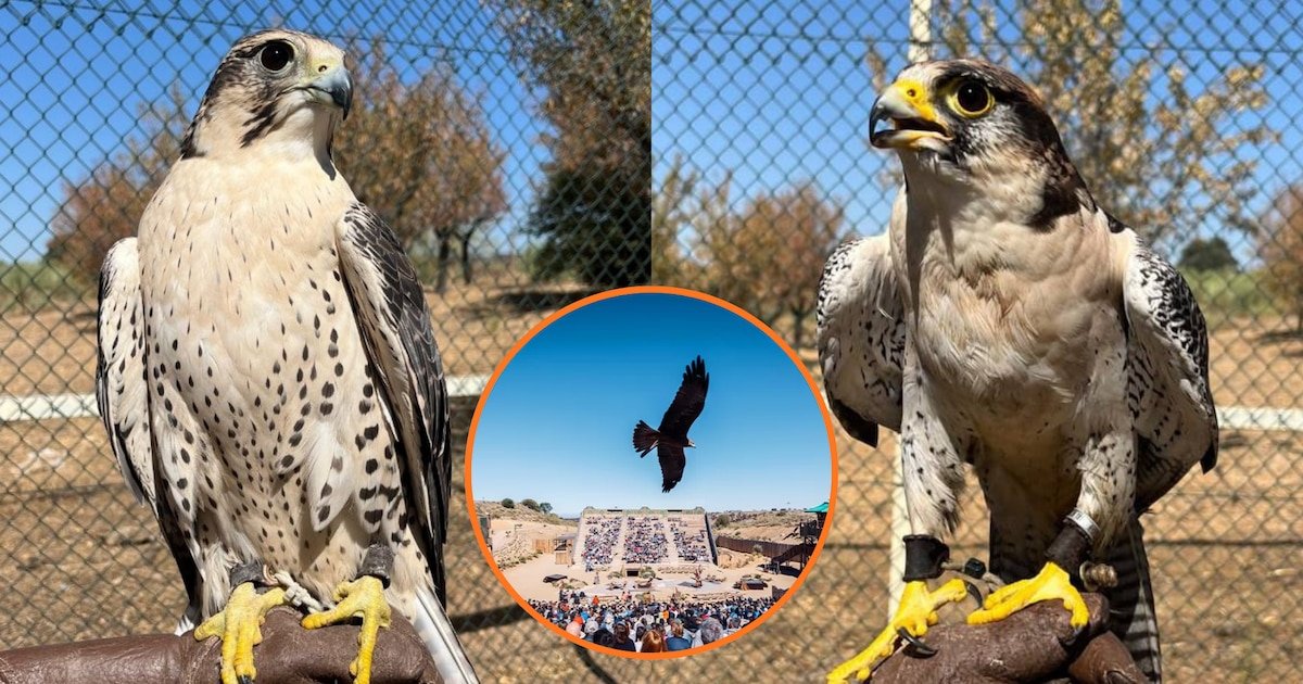 Nueva polémica en Puy du Fou : extrabajadores denuncian la venta de aves rapaces , caza furtiva y desnutrición