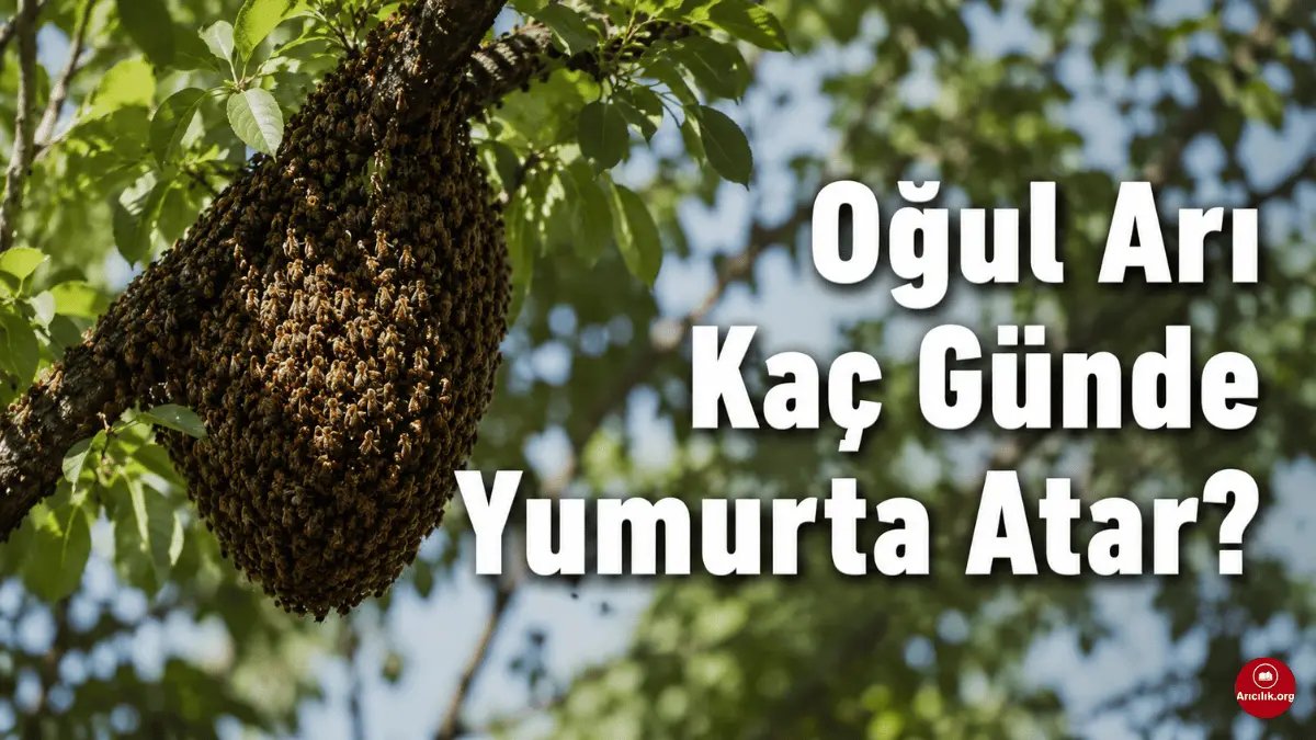Oğul Arı Ne Zaman Yumurta Atar? Çiftleşme ve Gelişim Süreci