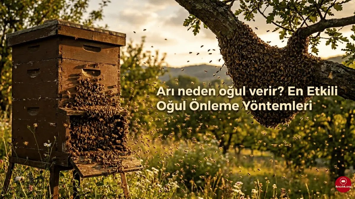 Why Do Bees Swarm? (2026 Updated Beekeeping Guide) Why do bees swarm